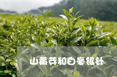 山黄芽和白毫银针/2023091406268