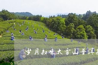 岁月知味大雪山普洱茶/2023092970592