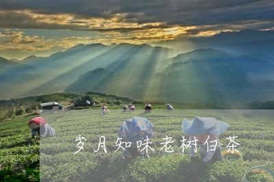 岁月知味老树白茶/2023062096253