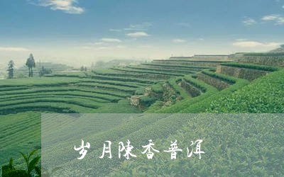 岁月陈香普洱/2023090759682