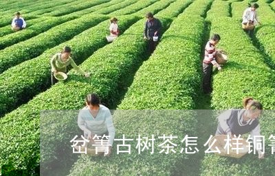 岔箐古树茶怎么样铜箐河古树茶价格/2023060471613