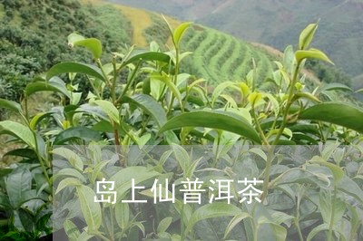 岛上仙普洱茶/2023042673010