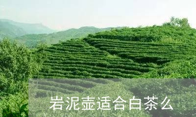 岩泥壶适合白茶么/2023061943827