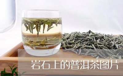 岩石上的普洱茶图片/2023071009472