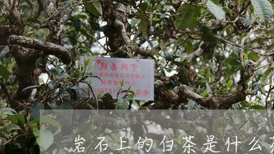 岩石上的白茶是什么茶/2023093083249