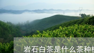 岩石白茶是什么茶种植/2023093059492