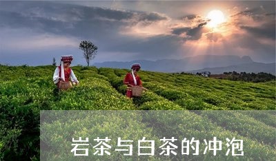 岩茶与白茶的冲泡/2023061915148