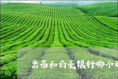 岩茶和白毫银针哪个好喝/2023092319262