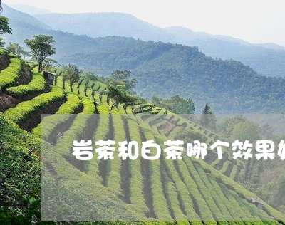 岩茶和白茶哪个效果好/2023093058270