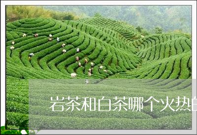 岩茶和白茶哪个火热的/2023093038350