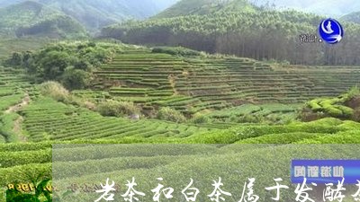 岩茶和白茶属于发酵茶吗/2023102546057