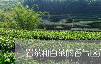 岩茶和白茶的香气区别/2023073039713