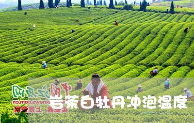 岩茶白牡丹冲泡温度/2023120525928