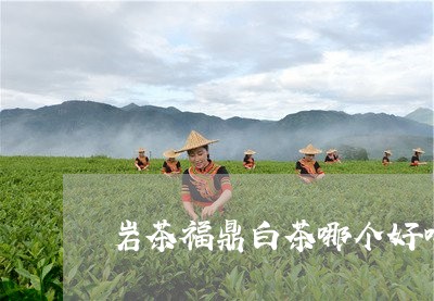 岩茶福鼎白茶哪个好喝些/2023092100693