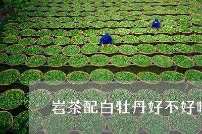 岩茶配白牡丹好不好喝呢/2023092365047