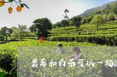 岩莓和白茶可以一起泡吗/2023111624946