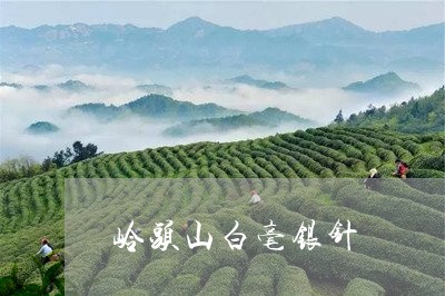 岭头山白毫银针/2023112340504