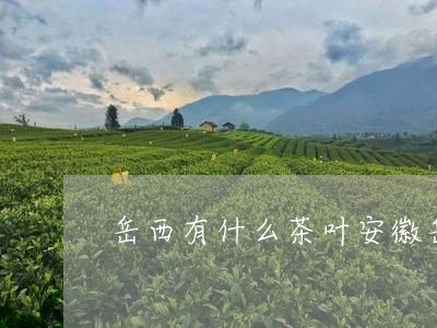 岳西有什么茶叶安徽岳西翠兰茶价格/2023060474047