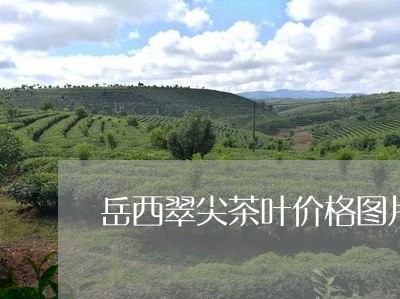 岳西翠尖茶叶价格图片/2023092232926