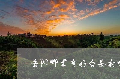 岳阳哪里有好白茶卖呀/2023093013503