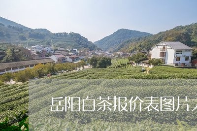 岳阳白茶报价表图片大全/2023080133725