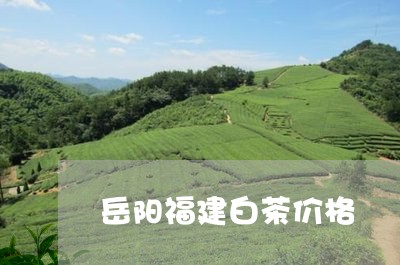 岳阳福建白茶价格/2023090514726