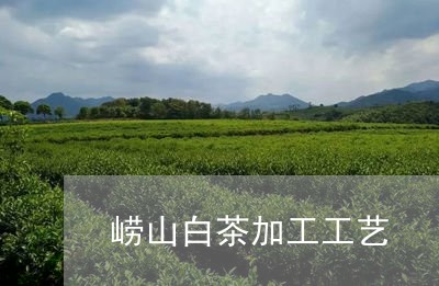 崂山白茶加工工艺/2023061938371