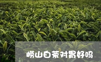 崂山白茶对胃好吗/2023061952716