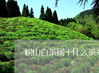 崂山白茶属于什么茶系/2023100156360