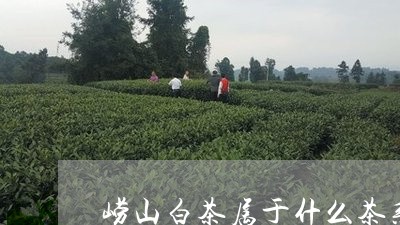 崂山白茶属于什么茶系别/2023102516958