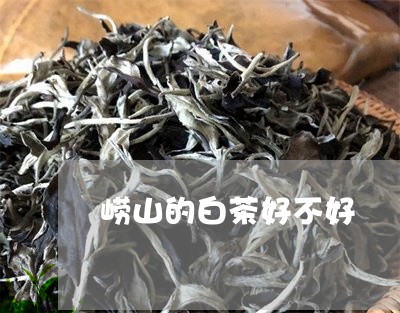 崂山的白茶好不好/2023061914948