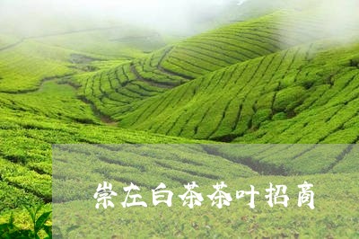 崇左白茶茶叶招商/2023062062716