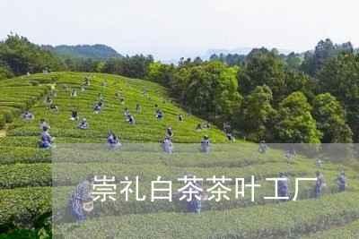 崇礼白茶茶叶工厂/2023062005938