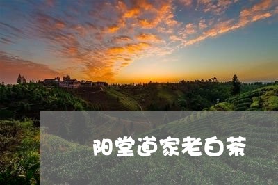 崈阳堂道家老白茶/2023062031936