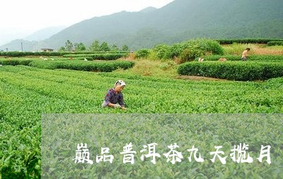 巅品普洱茶九天揽月/2023092675261