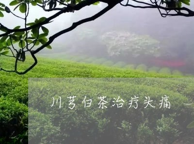 川芎白茶治疗头痛/2023062049713