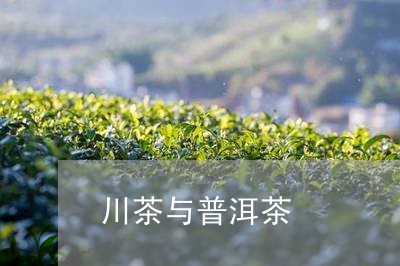 川茶与普洱茶/2023081850371