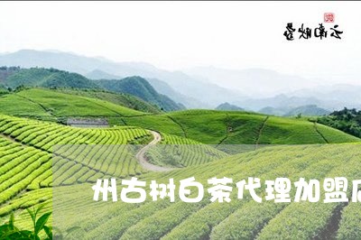 州古树白茶代理加盟店/2023102525258