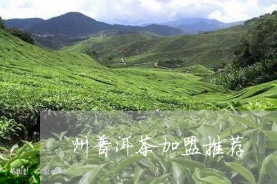 州普洱茶加盟推荐/2023042860645