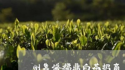 州靠谱福鼎白茶招商/2023100217280