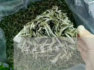 工业普洱茶/2023090584060