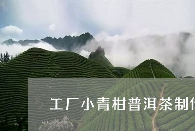 工厂小青柑普洱茶制作过程/2023112893157