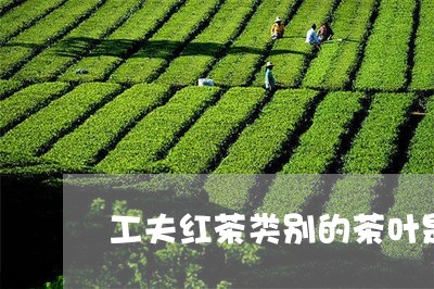 工夫红茶类别的茶叶是/2023092279471