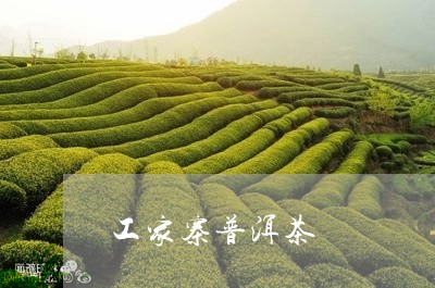 工家寨普洱茶/2023042574838