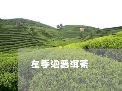 左手泡普洱茶/2023042826605