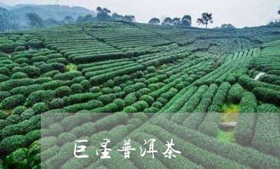 巨星普洱茶/2023081815169