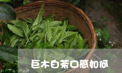 巨木白茶口感如何/2023062073938