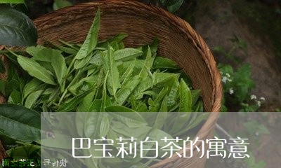 巴宝莉白茶的寓意/2023062047371