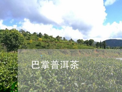 巴掌普洱茶/2023102585072