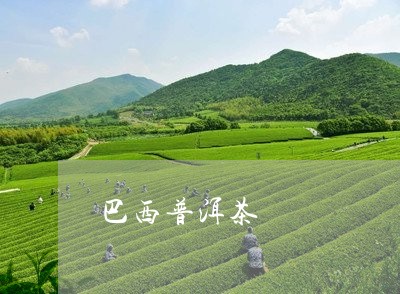 巴西普洱茶/2023090539592